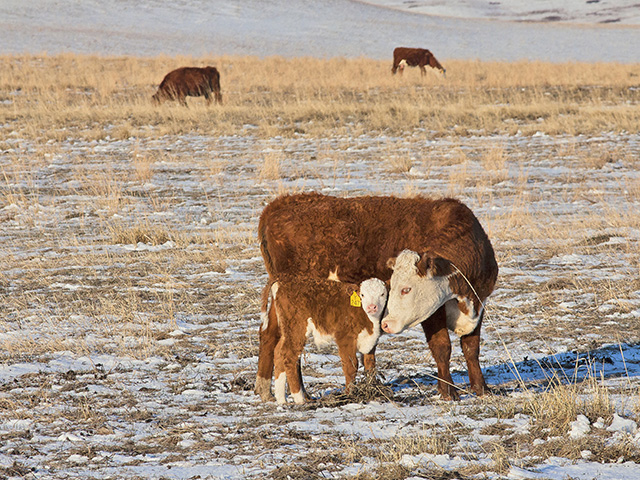 Wintry weather with lower temperatures during calving season, combined with less-than-ideal weather during the previous months, has put a damper on what is normally an exciting season for cattle producers. (Progressive Farmer file photo by Sam Wirzba)